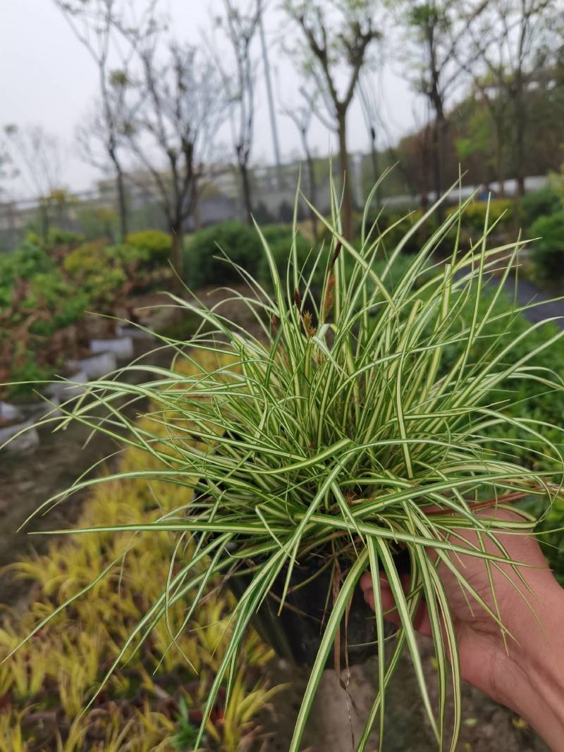 火棘球，海滨木槿，金叶苔草