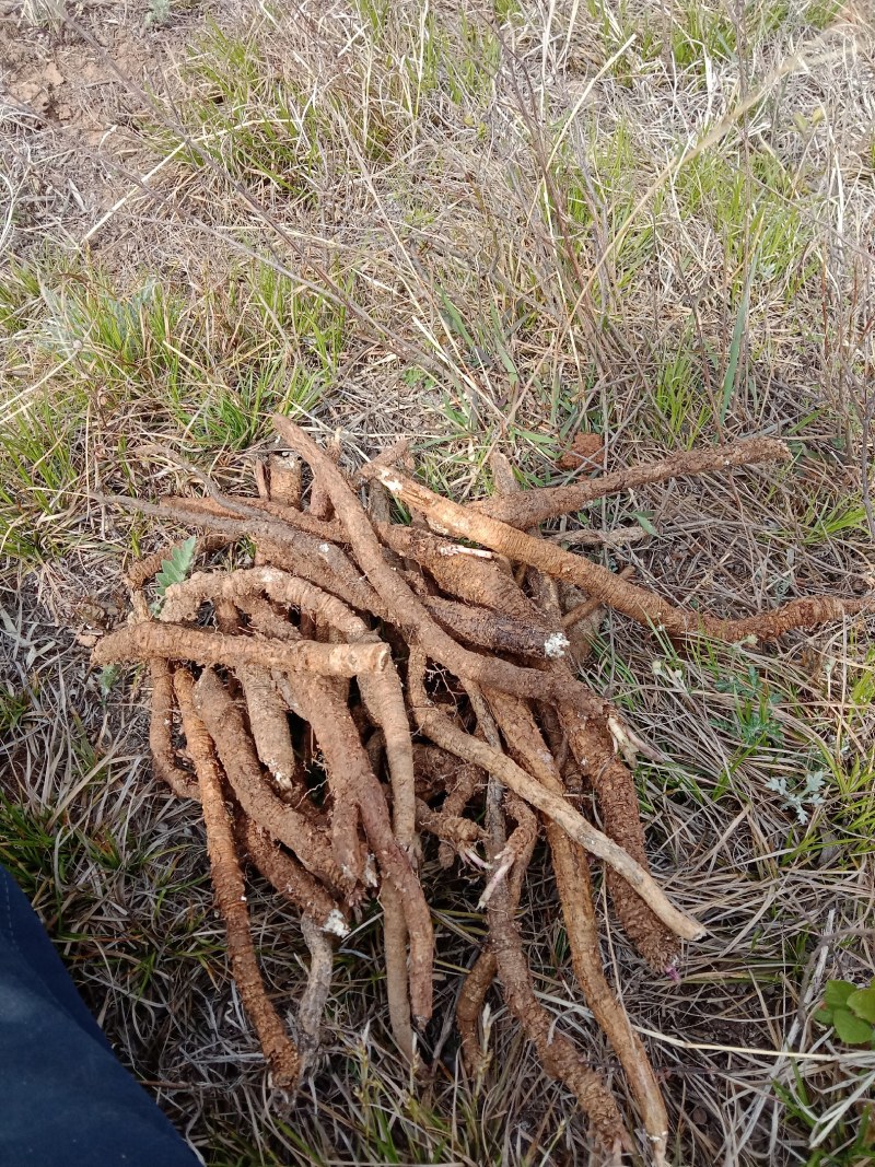 野生沙参，纯野生药农自挖自卖，干货2斤