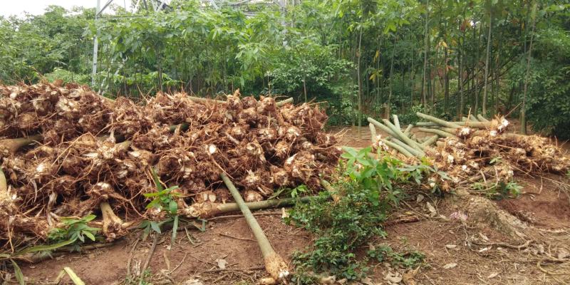 发财树单杆发财树大盆栽独杆林场直销高度可按要求预留