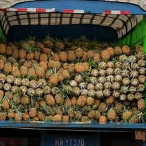菠萝