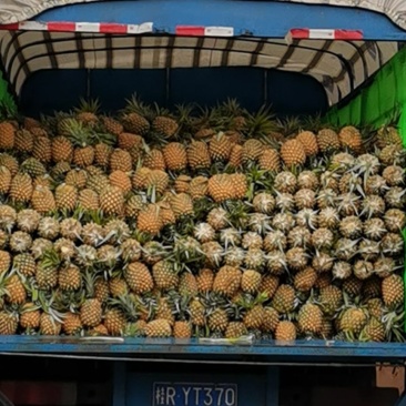 菠萝