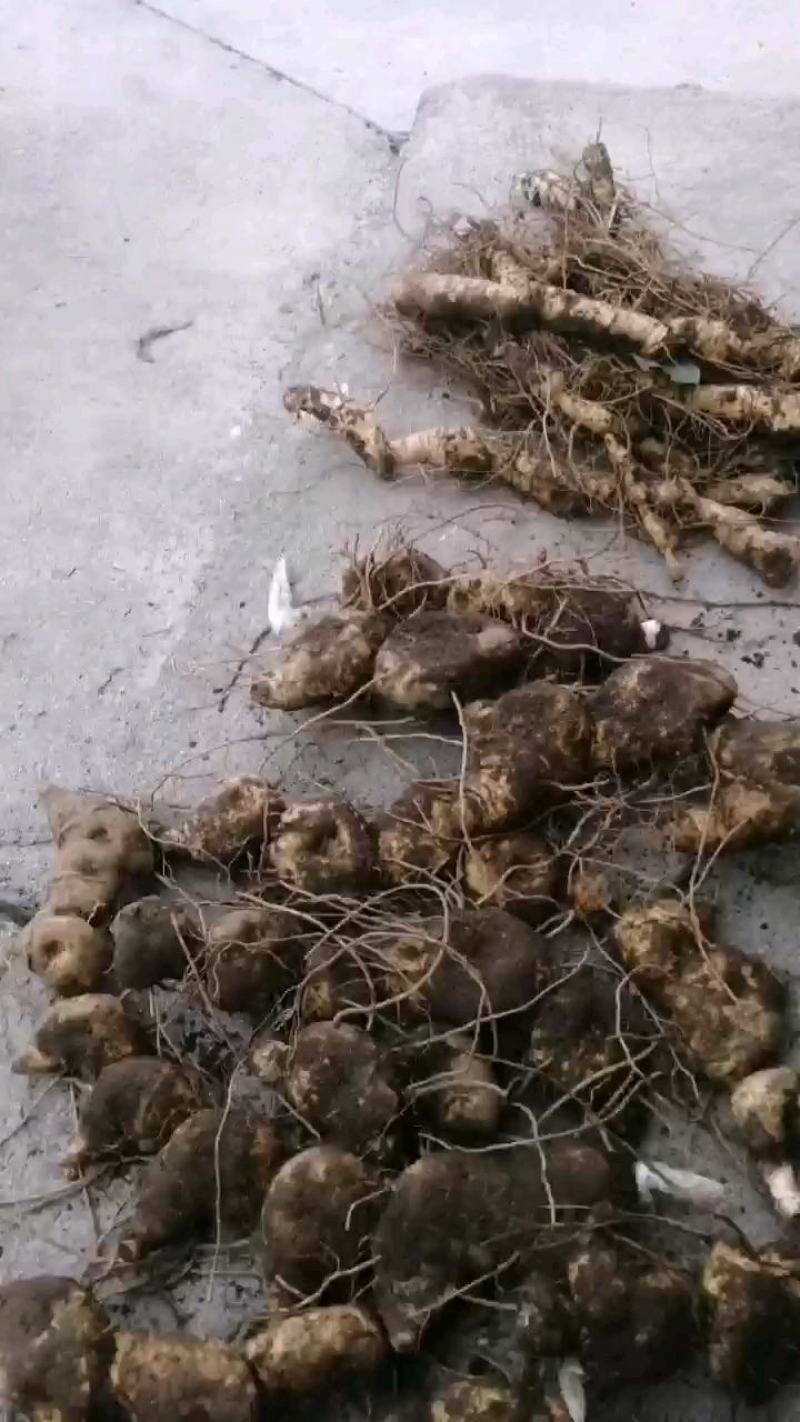 鸡头黄精特选货，大别山品种，货源充足量大优惠欢迎