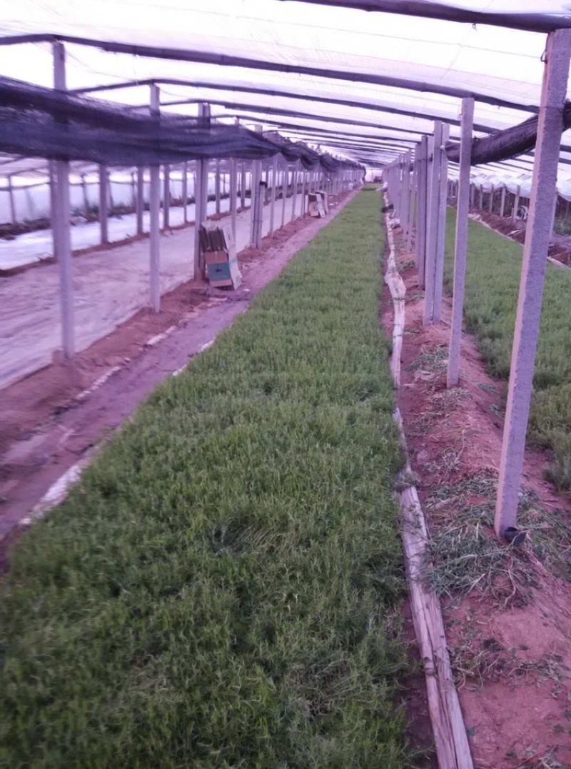 福禄考，丛生福禄考，花海景观，白花，红花，蓝花
