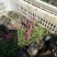 福禄考,丛生福禄考,花海景观,白花,红花,蓝花
