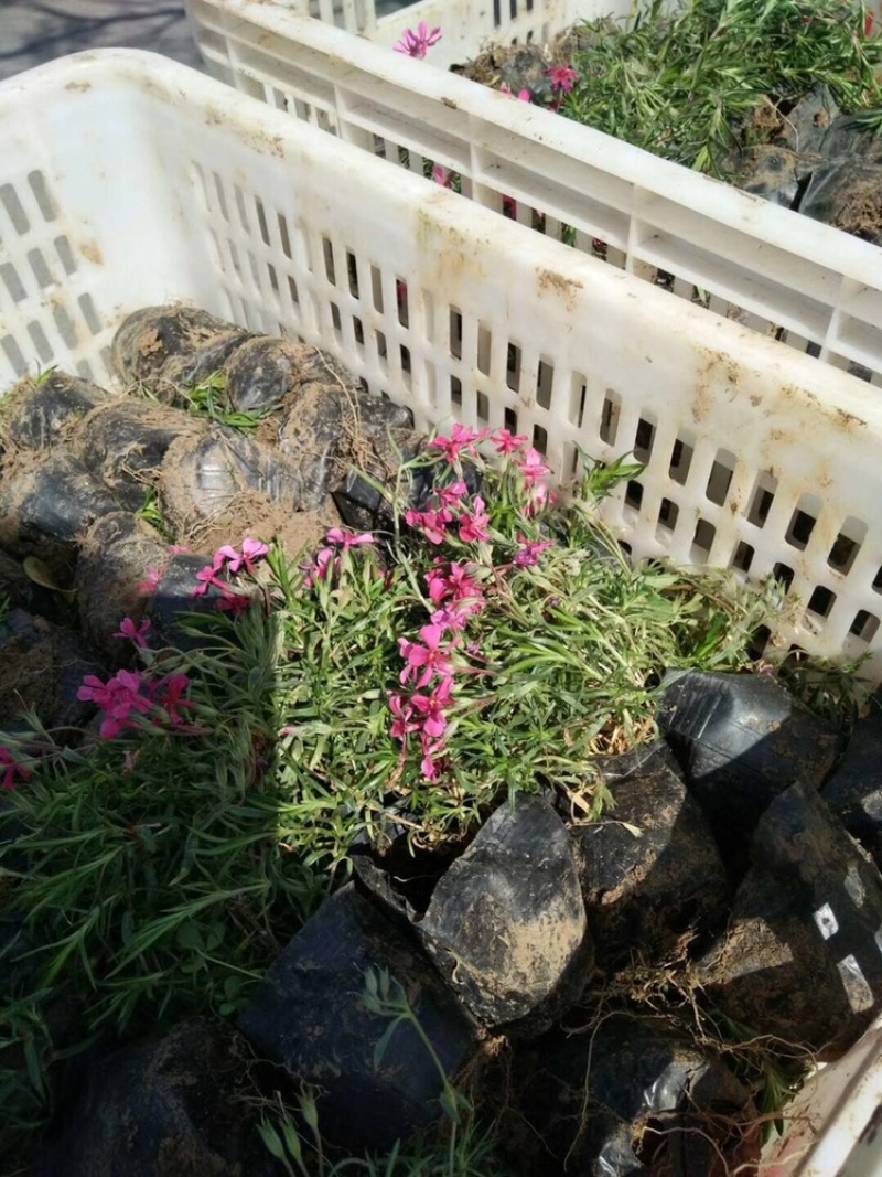 福禄考，丛生福禄考，花海景观，白花，红花，蓝花