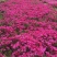 福禄考,丛生福禄考,花海景观,白花,红花,蓝花