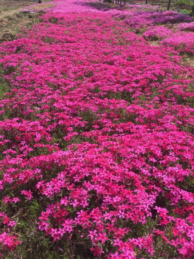 福禄考，丛生福禄考，花海景观，白花，红花，蓝花