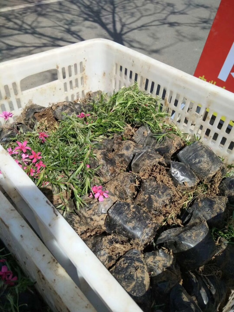 福禄考，丛生福禄考，花海景观，白花，红花，蓝花