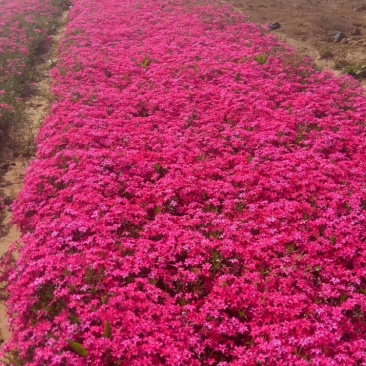 福禄考,丛生福禄考,花海景观,白花,红花,蓝花