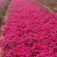 福禄考,丛生福禄考,花海景观,白花,红花,蓝花