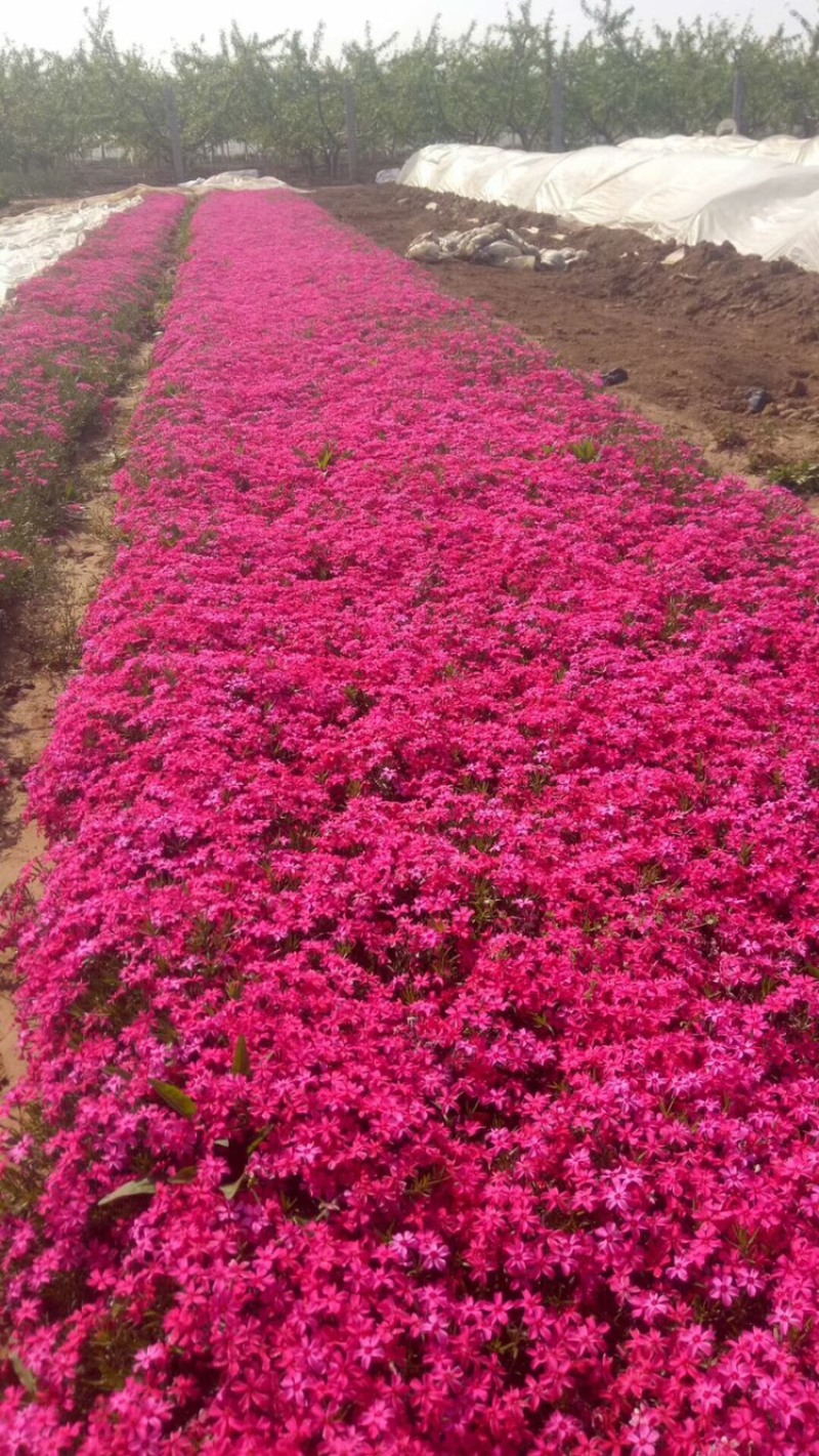 福禄考，丛生福禄考，花海景观，白花，红花，蓝花