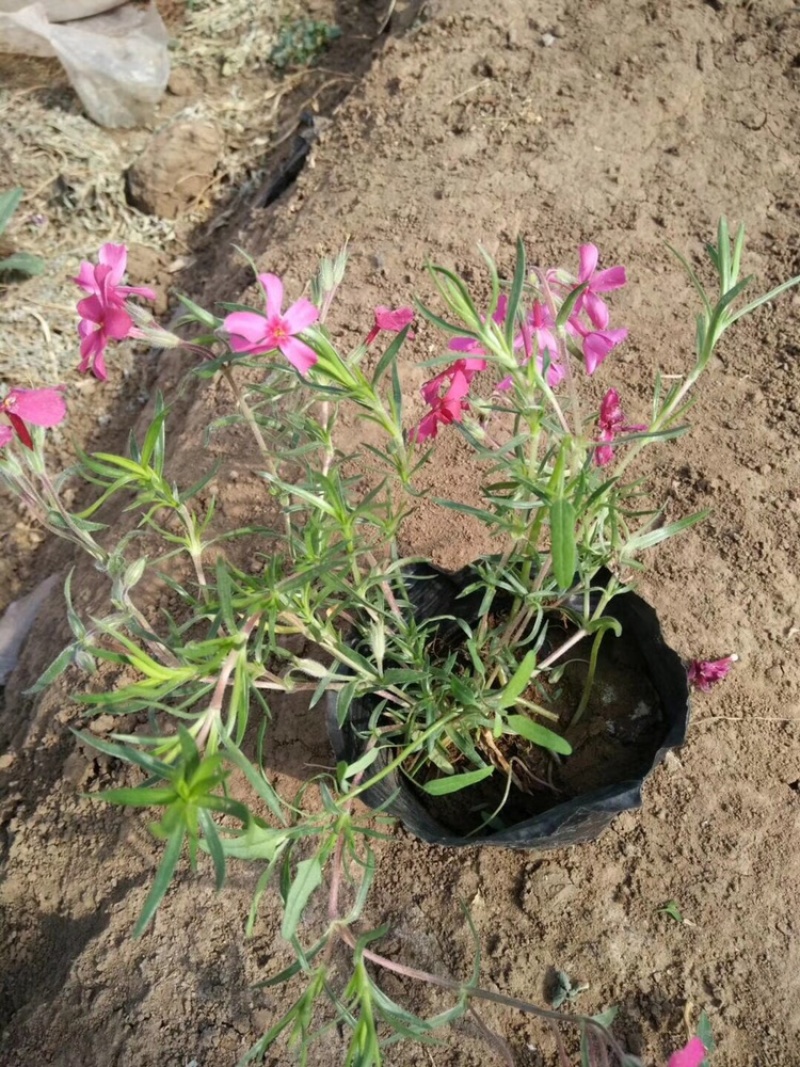 福禄考，丛生福禄考，花海景观，白花，红花，蓝花