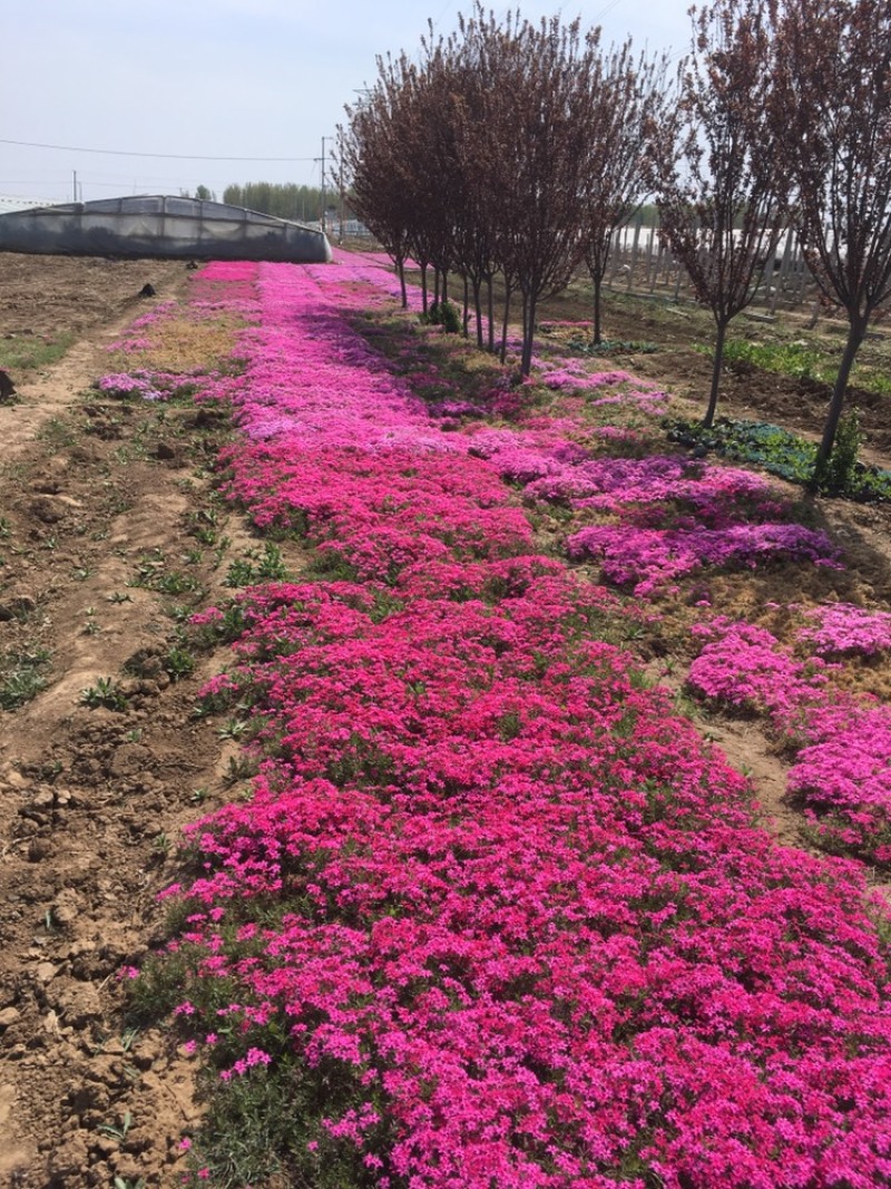 福禄考，丛生福禄考，花海景观，白花，红花，蓝花