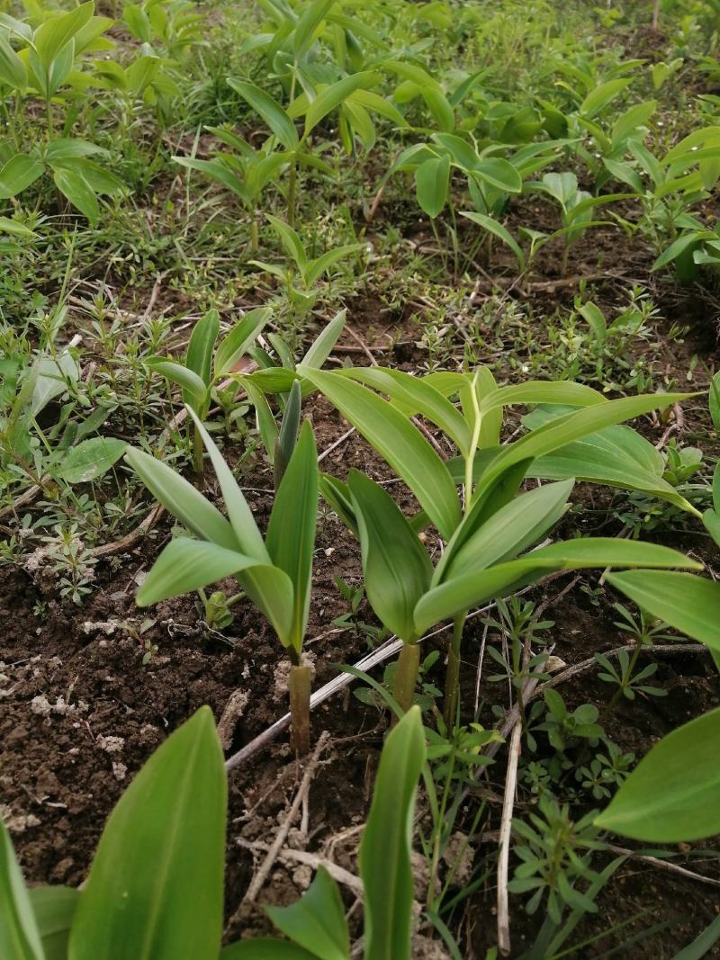 黄精种苗，大别山品，量大优惠！货源充足量大从优欢迎选购