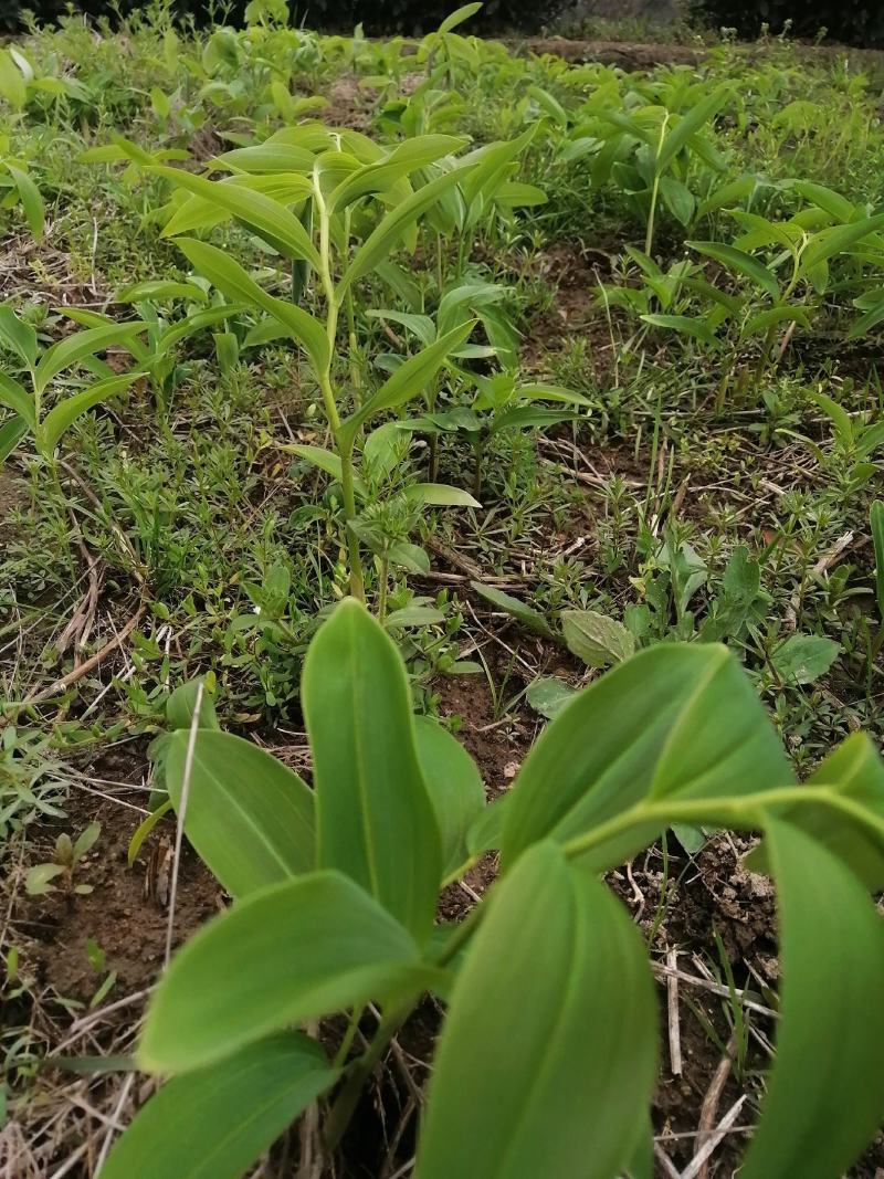 黄精种苗，大别山品，量大优惠！货源充足量大从优欢迎选购