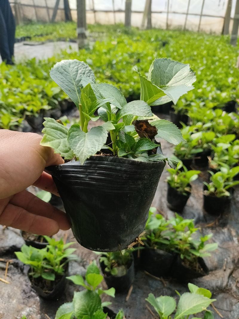 绿化绣球基地，绿化绣球工程苗，绣球八仙花专业种植大量供应