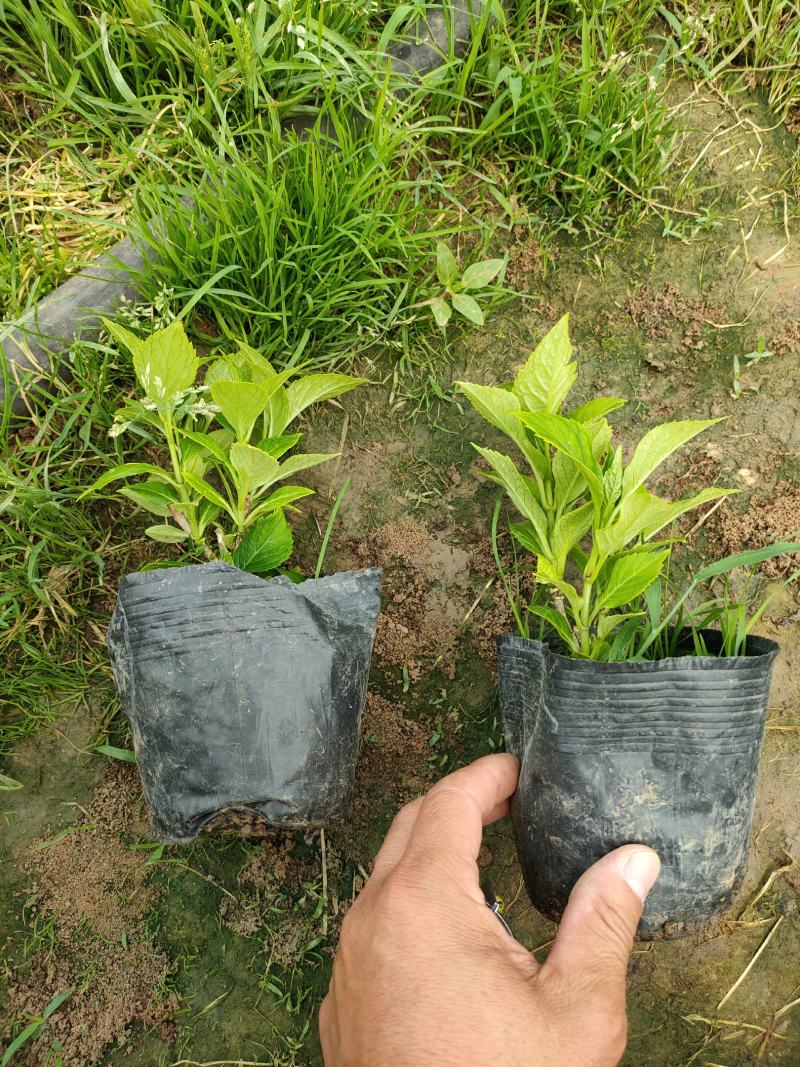 绿化绣球基地，绿化绣球工程苗，绣球八仙花专业种植大量供应