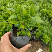 绿化绣球基地，绿化绣球工程苗，绣球八仙花专业种植大量供应