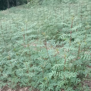 花椒苗