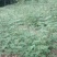 花椒苗