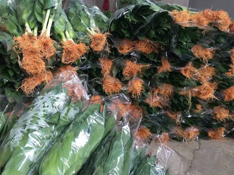 富贵竹荷花竹莲花竹