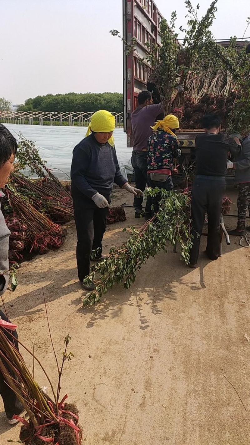 红瑞木大量供应，红瑞木大田苗，红瑞木杯苗现货供应