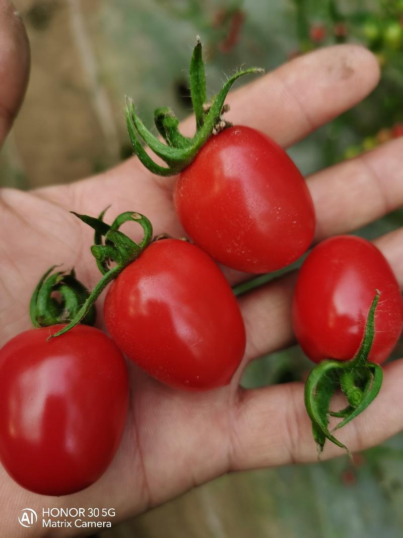 山东寿光西红柿苗樱桃番茄苗番茄苗技术指导大量有货