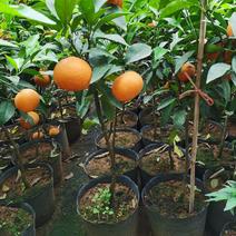 柑橘种苗，柑橘征地苗，有沃柑苗，沙糖桔苗，夏橙苗，脐橙苗
