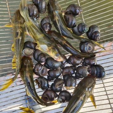 鱼苗黄颡鱼黄骨鱼苗黄辣丁成活率高易生易养