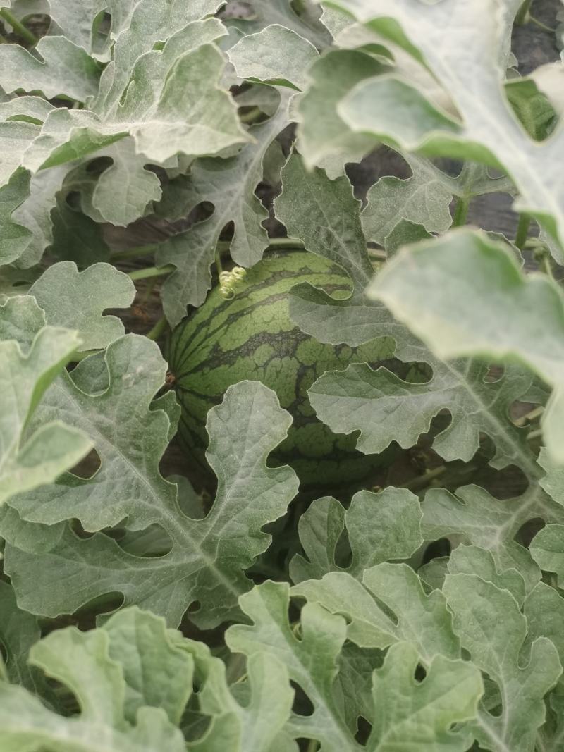 大棚种植精品特小凤西瓜皮薄多汁现摘现发大量上市中
