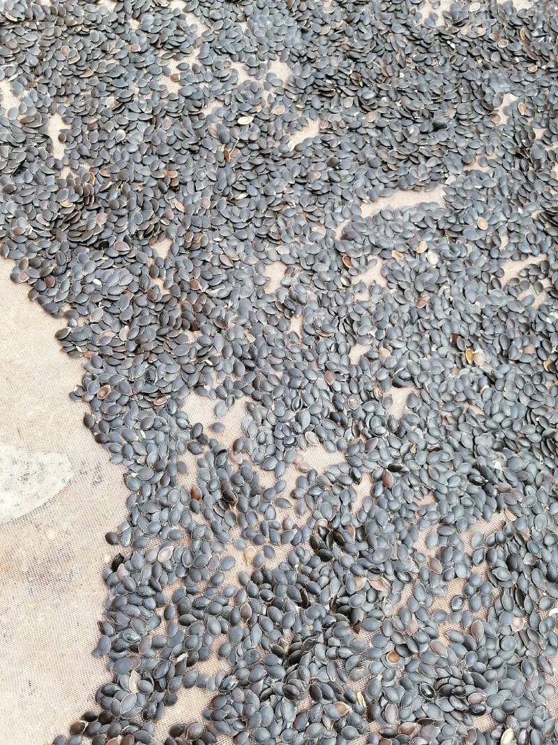 云南红河州高原红土黑金刚南瓜子，一手货源，供货充足，欢迎