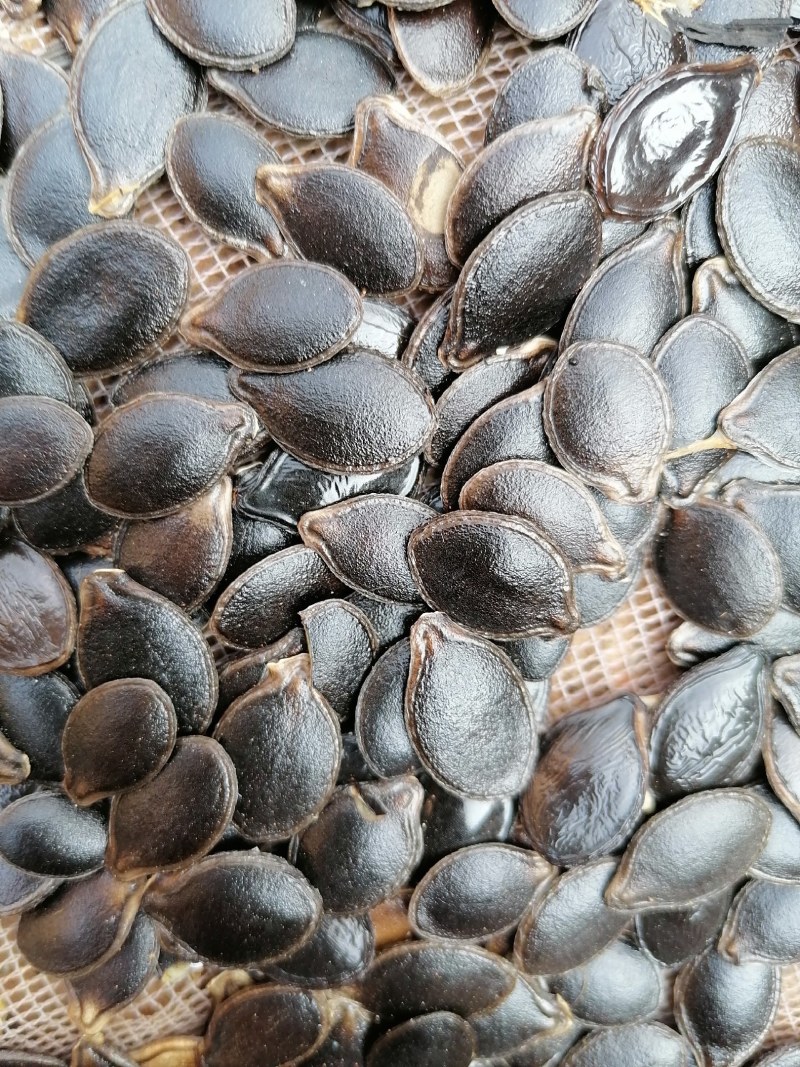 云南红河州高原红土黑金刚南瓜子，一手货源，供货充足，欢迎