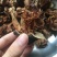 中药材木棉花正宗无硫精选木棉花中药材量大从优
