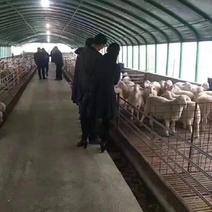 专业生产各种规养羊大棚养牛棚养猪大棚全国发货包建