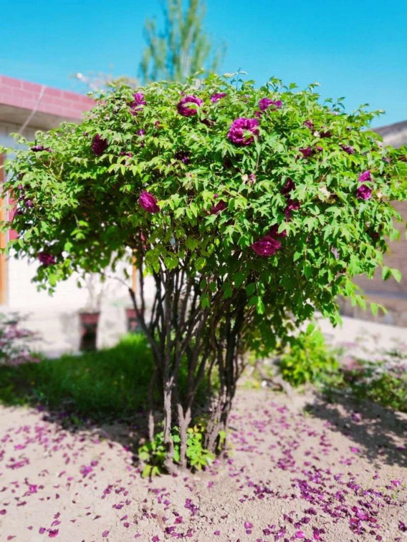 牡丹树百年牡丹树古树牡丹独杆牡丹丛生牡丹