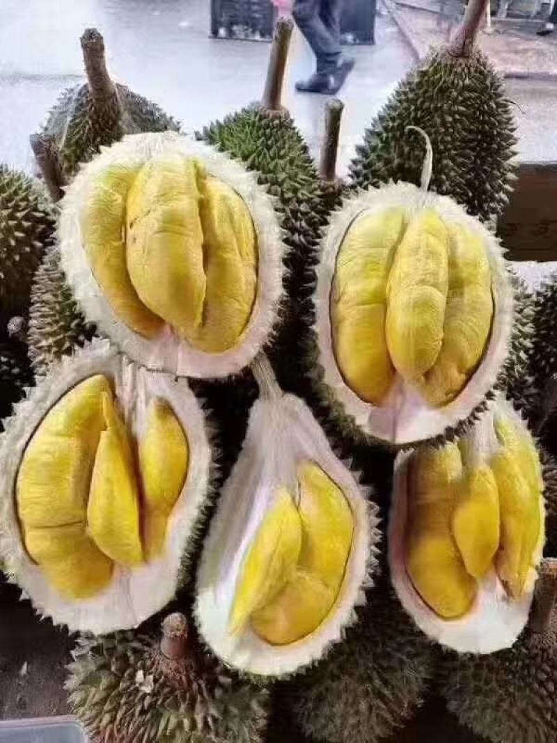 泰国金枕头榴莲苗猫山王海南新品种当年结果南北方种植包邮