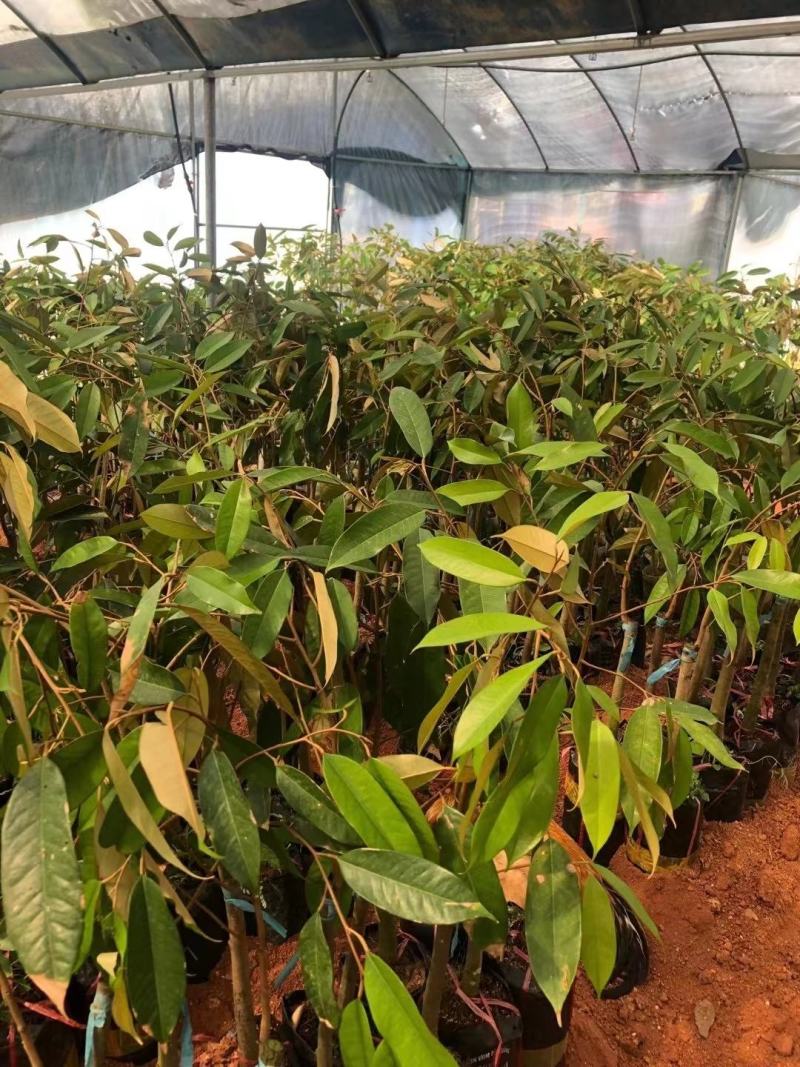 泰国金枕头榴莲苗猫山王海南新品种当年结果南北方种植包邮