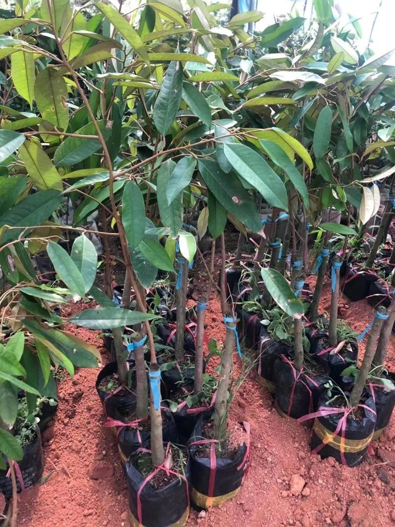 泰国金枕头榴莲苗猫山王海南新品种当年结果南北方种植包邮