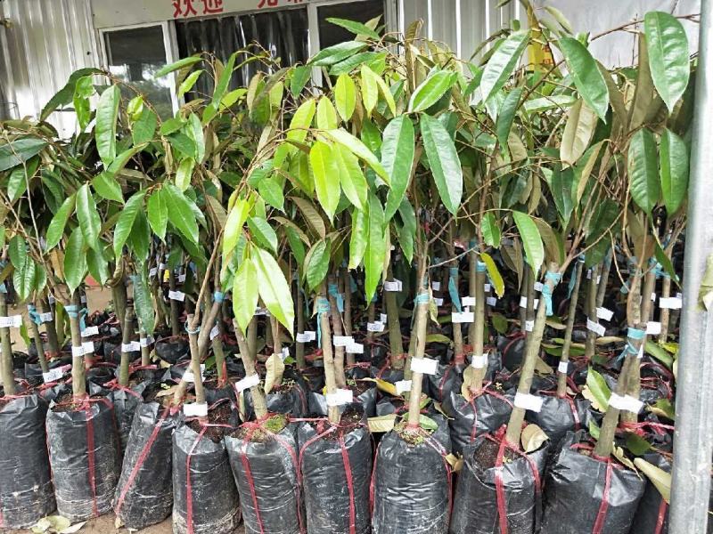 泰国金枕头榴莲苗猫山王海南新品种当年结果南北方种植包邮