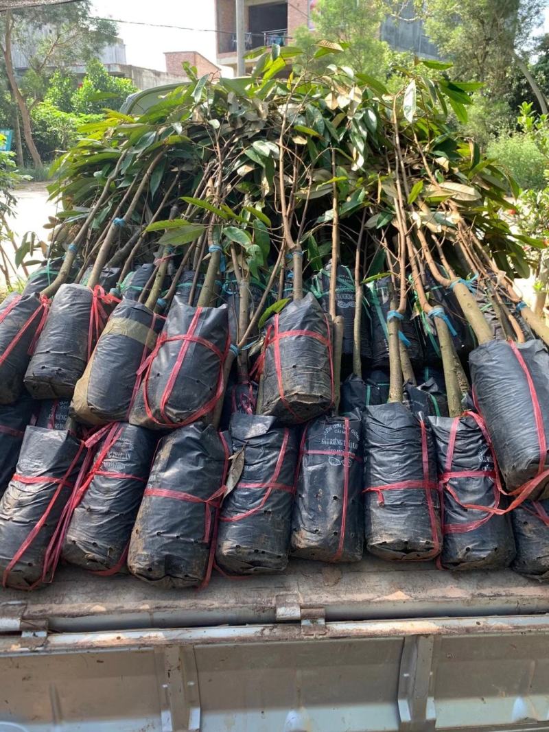 泰国金枕头榴莲苗猫山王海南新品种当年结果南北方种植包邮