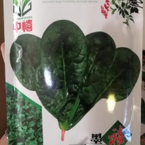 【耐热】黑鹏A7菠菜种子叶色纯黑色叶片厚实口感好