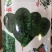 【耐热】黑鹏A7菠菜种子叶色纯黑色叶片厚实口感好