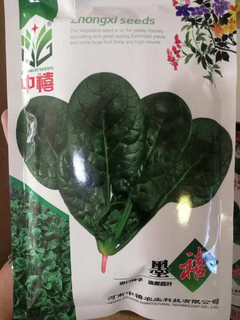 【耐热】黑鹏A7菠菜种子叶色纯黑色叶片厚实口感好