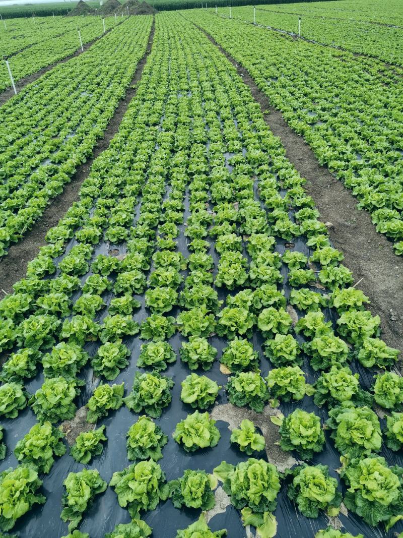 南阳产区精品意大利生菜产地直销，冷库加工，发往全国各地。