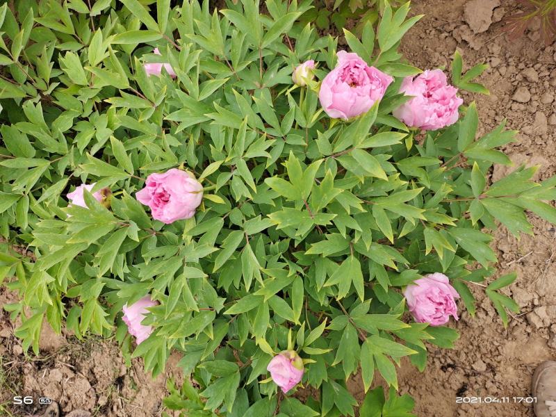 菏泽观赏牡丹，重瓣牡丹，精品牡丹苗、大颗牡丹