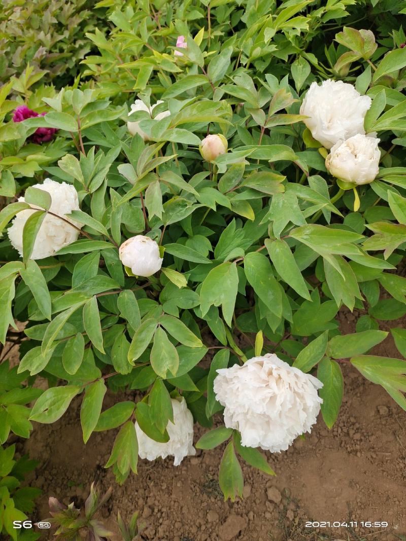 菏泽观赏牡丹，重瓣牡丹，精品牡丹苗、大颗牡丹