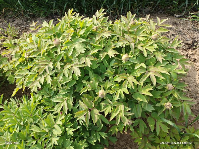 菏泽观赏牡丹，重瓣牡丹，精品牡丹苗、大颗牡丹