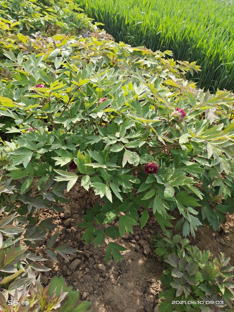 菏泽观赏牡丹，重瓣牡丹，精品牡丹苗、大颗牡丹