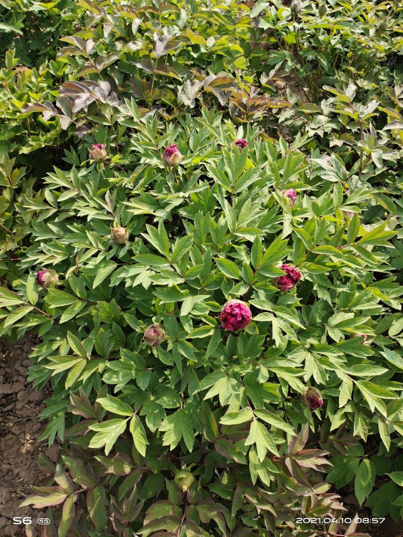 菏泽观赏牡丹，重瓣牡丹，精品牡丹苗、大颗牡丹