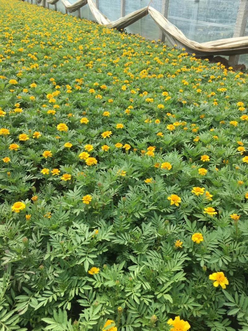 孔雀草，黄花，红花，基地直供，大盆小盆，单季开花